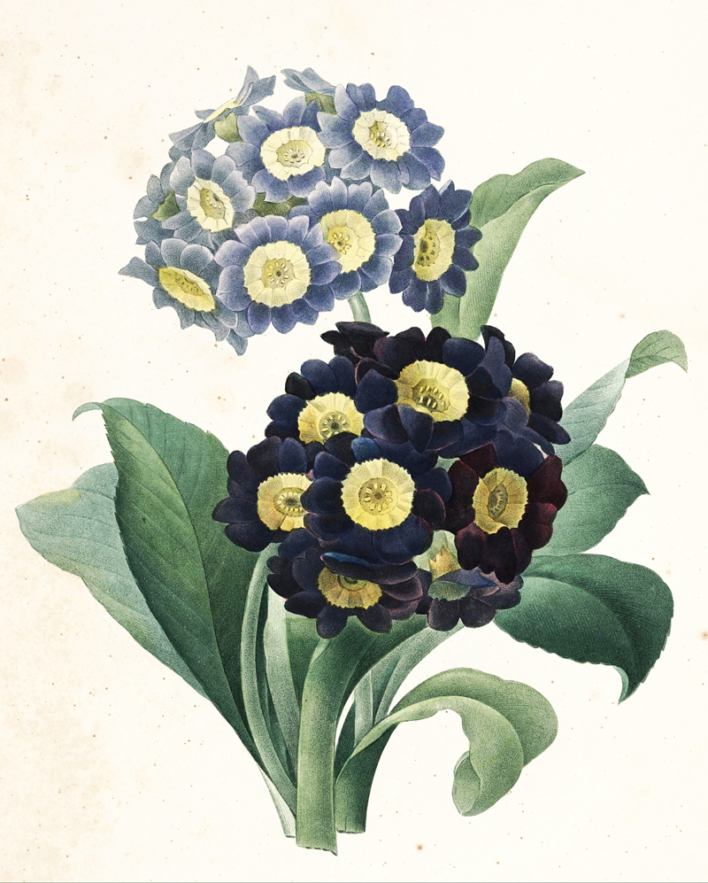 auricula-illustration.jpg