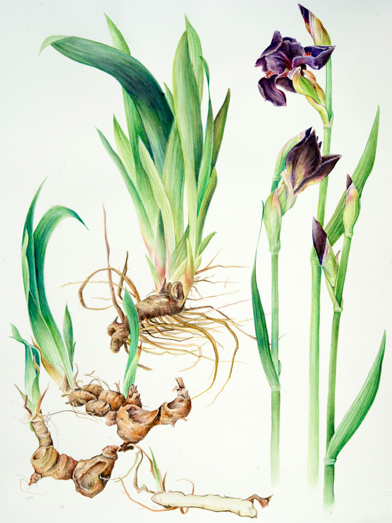 bearded-iris_fullSize.jpg