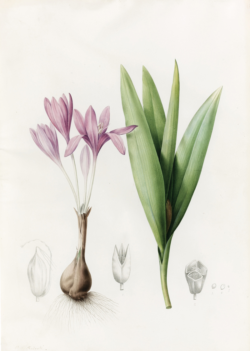 Colchicum autumnale.jpg