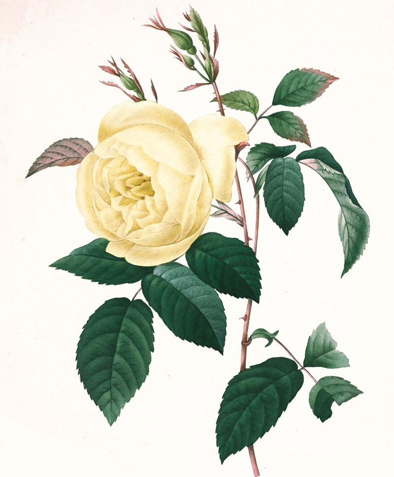 cyme-rose-illustration.jpg
