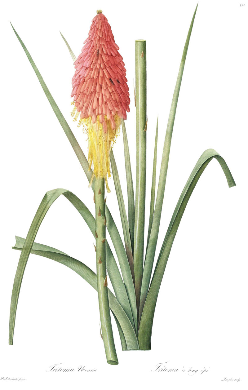 Flower seed.jpg