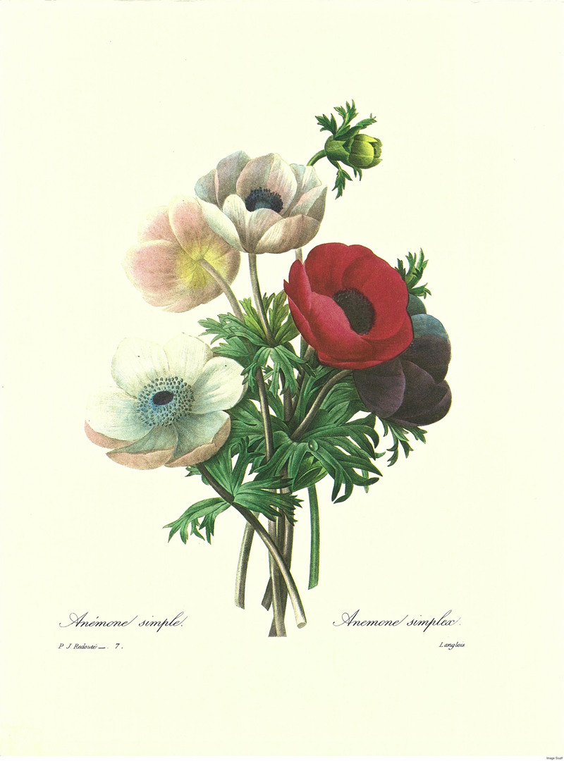 Flowers.jpg