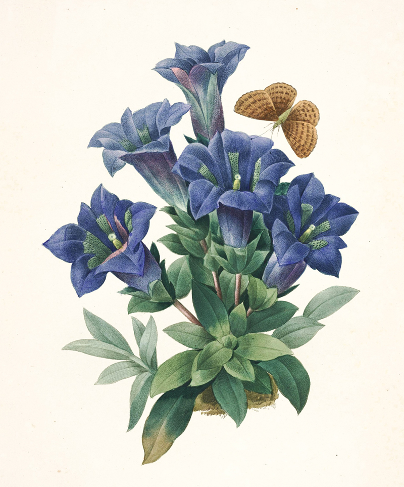gentiana-acaulis-illustration.jpg