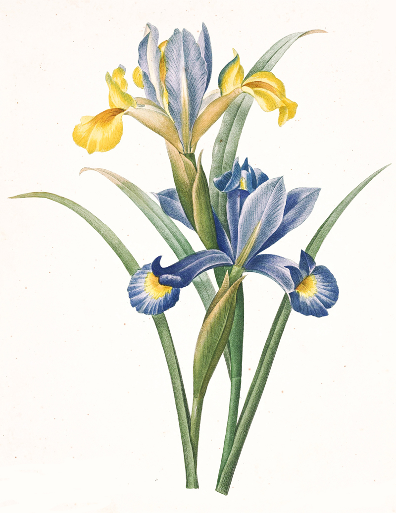iris-illustration.jpg