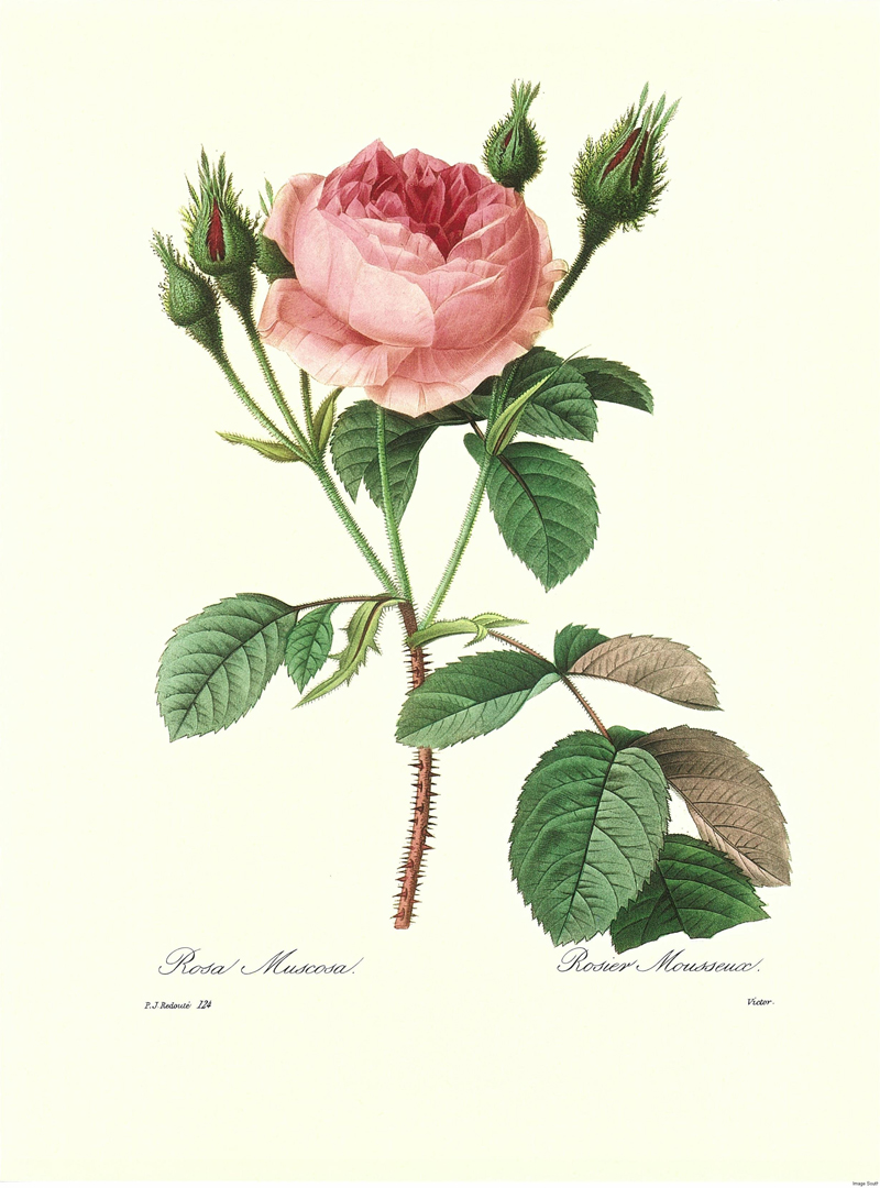 Les rose peintes.jpg