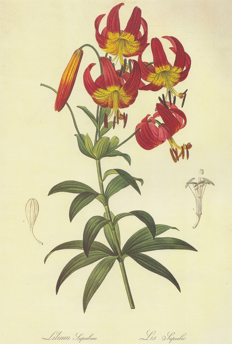 Lilium_superbum.jpg