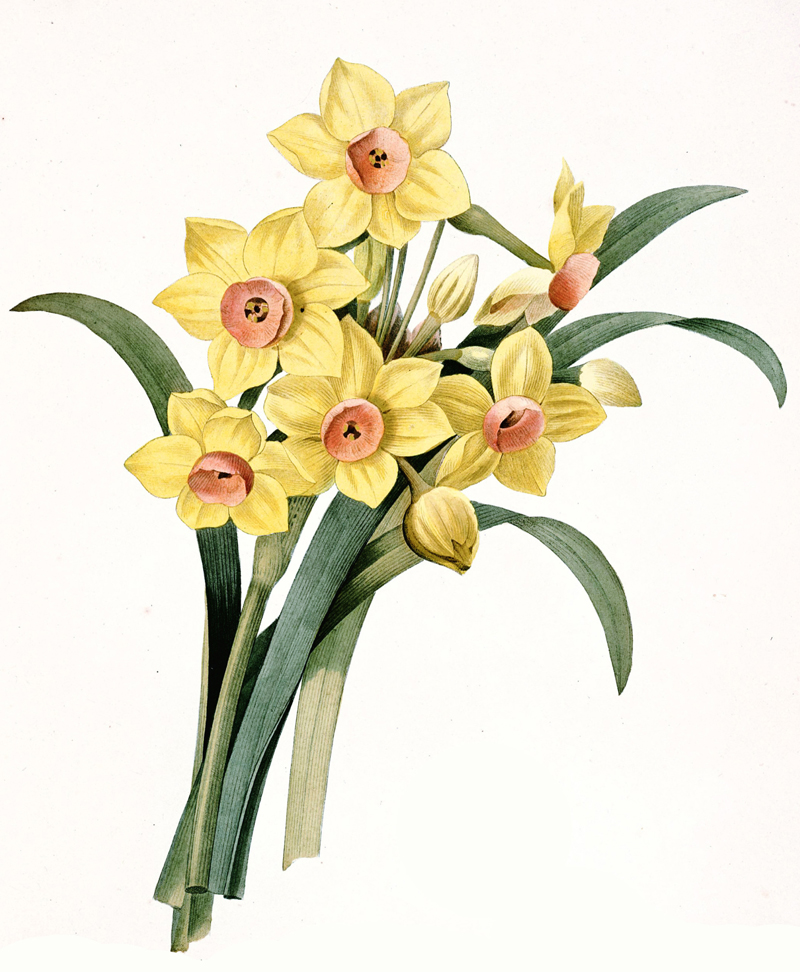 narcissus-illustration.jpg