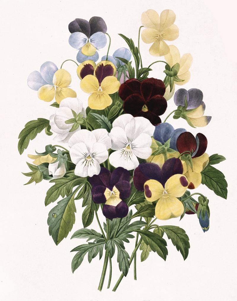 pansy-illustration.jpg