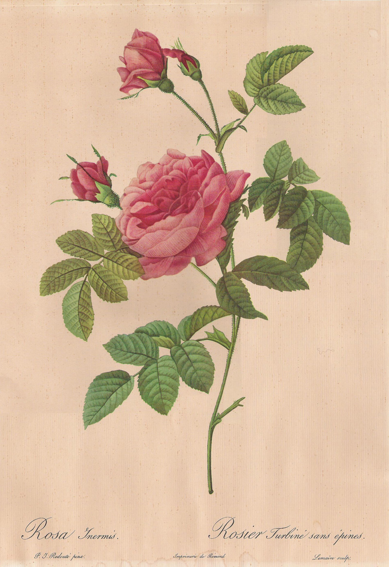 Redoute-rosa_inermis.jpg