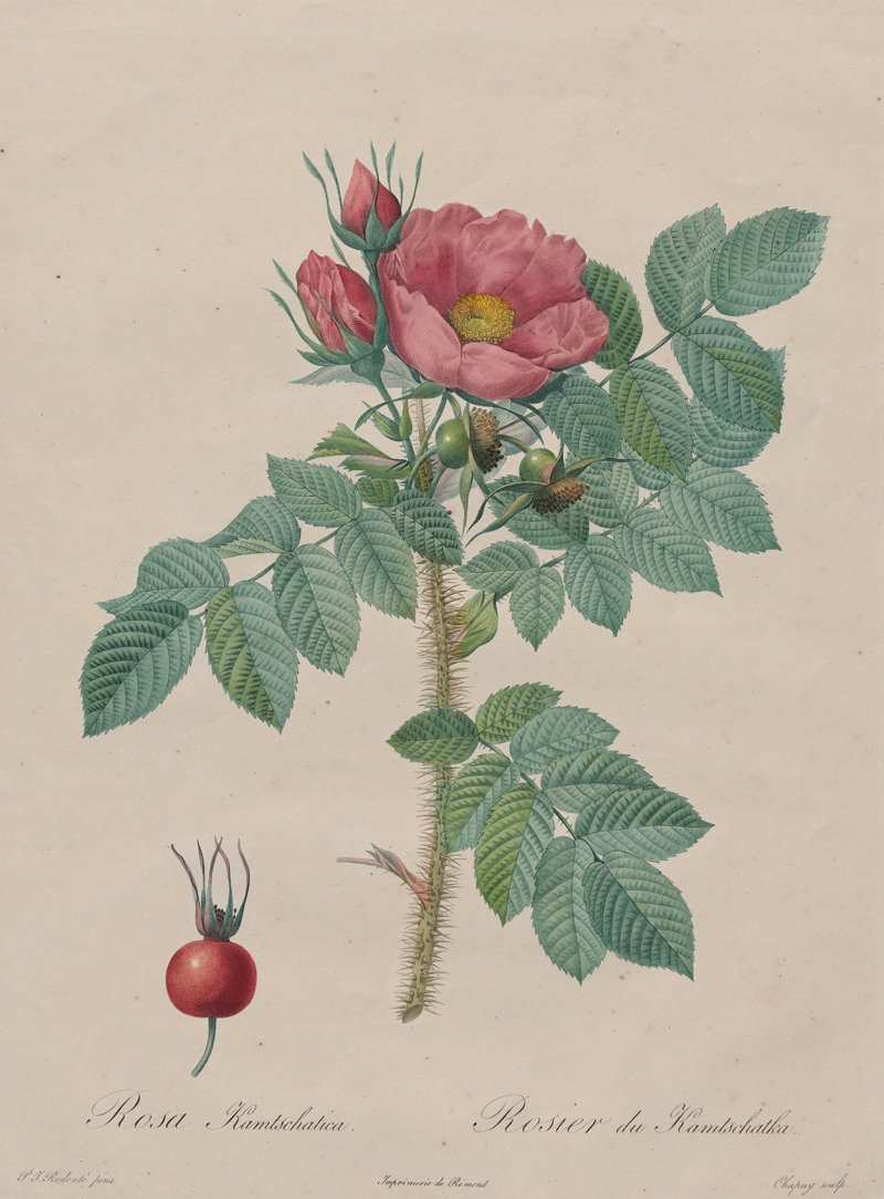 Redoute-rosa_inermis2.jpg