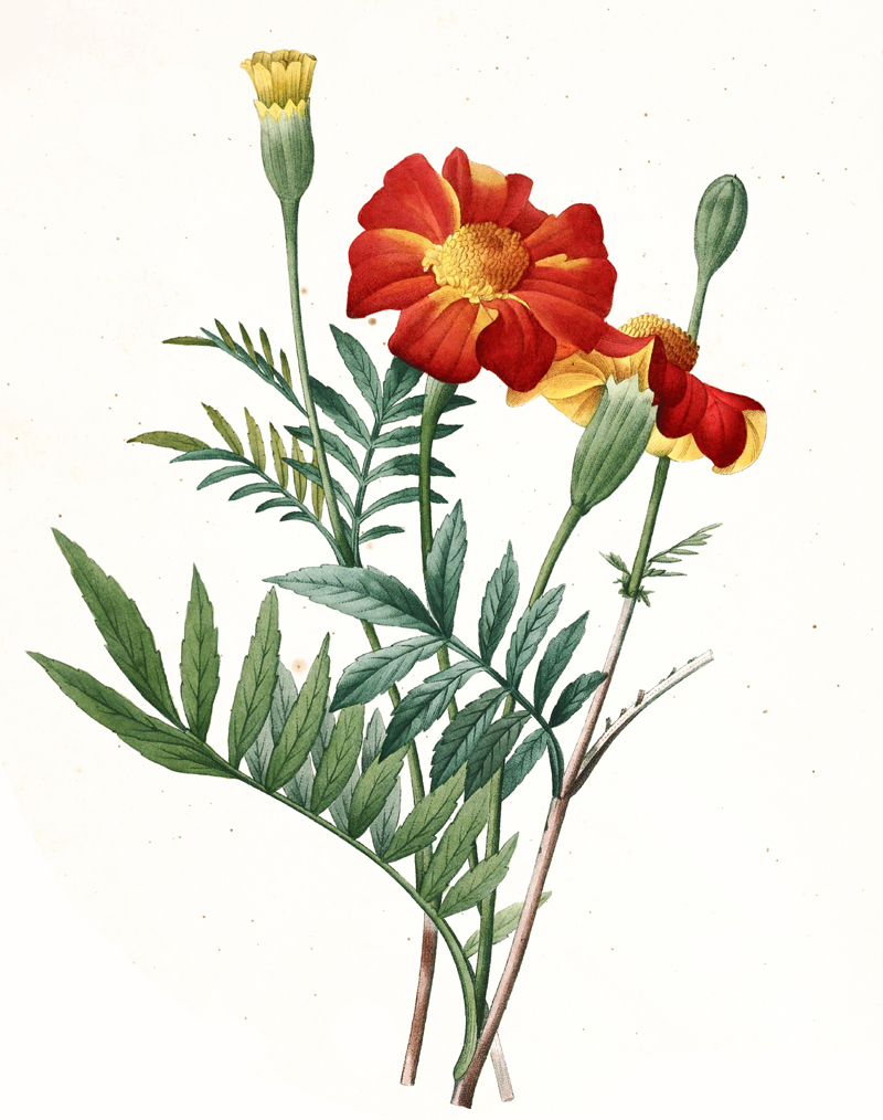 tagetes-illustration.jpg