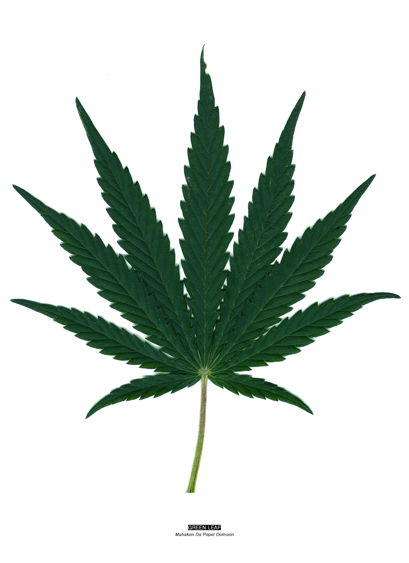 GREEN LEAF2.jpg