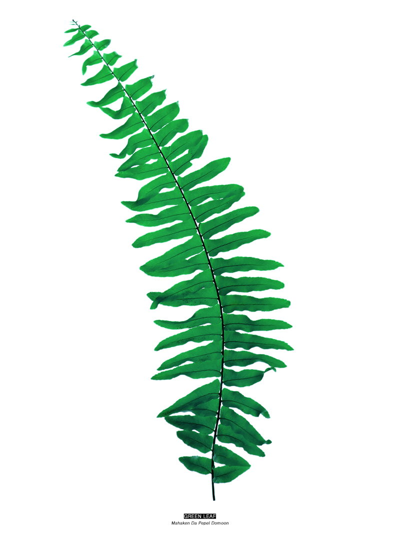 GREEN LEAF 1.jpg