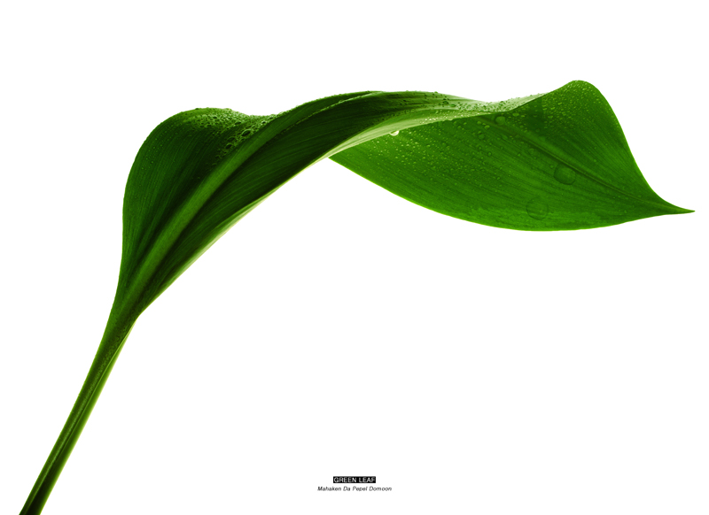 GREEN LEAF 4.jpg