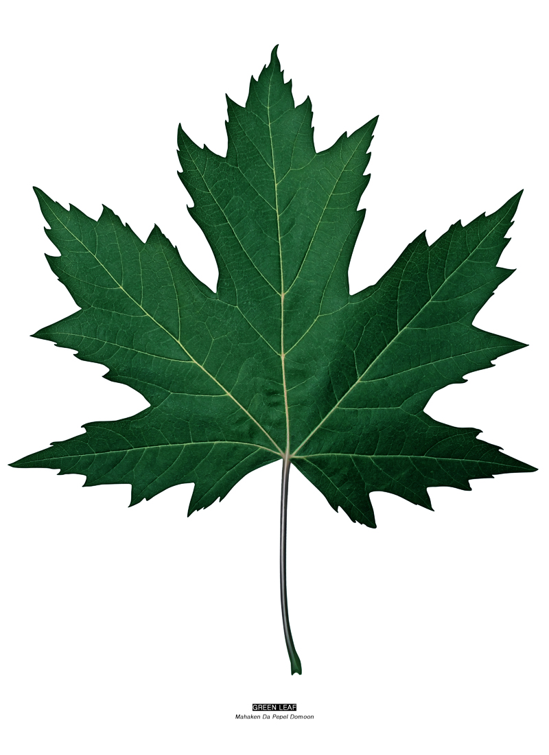 GREEN LEAF 3.jpg