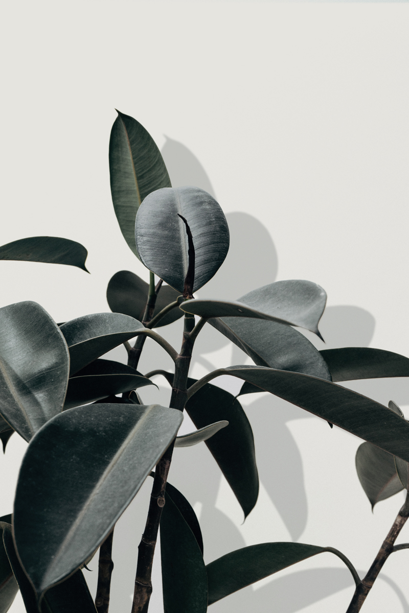 GREEN LEAF 5.jpg