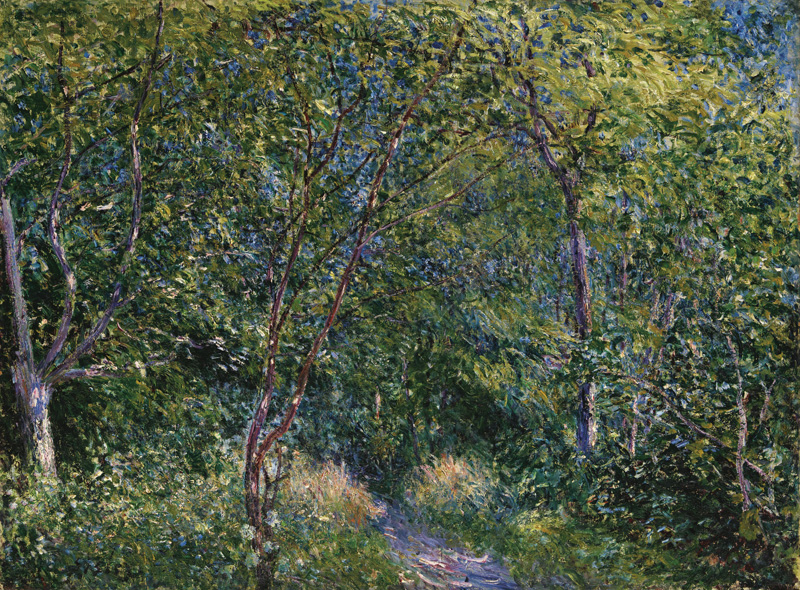 Sous-bois.jpg