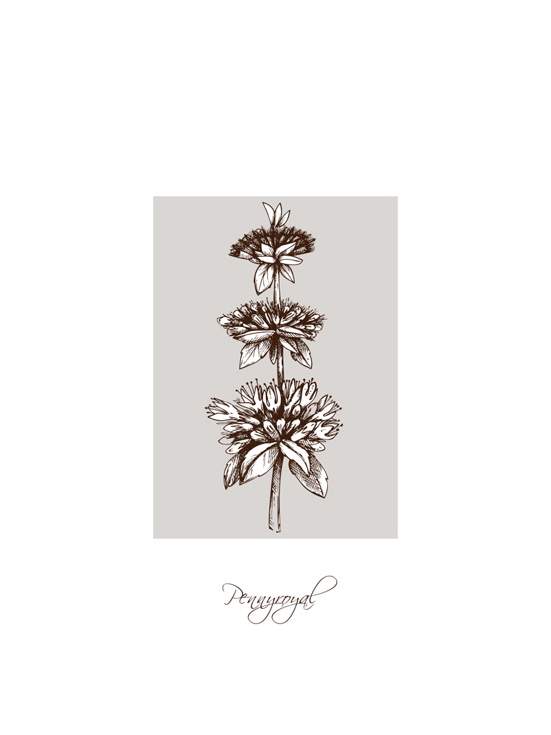 Pennyroyal No_1.jpg