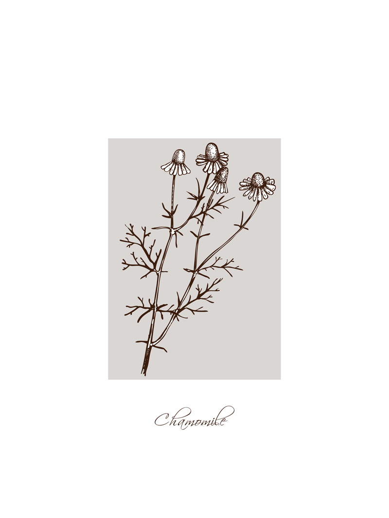 Chamomile No_1.jpg