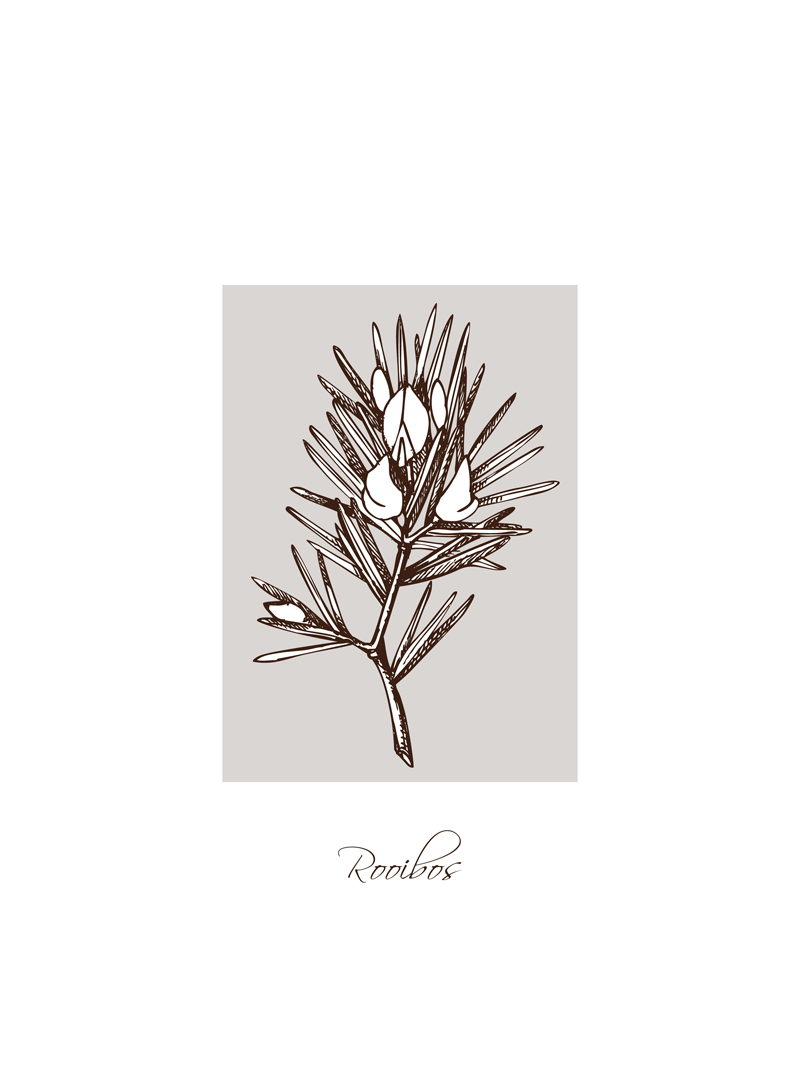 Rooibos No_1.jpg