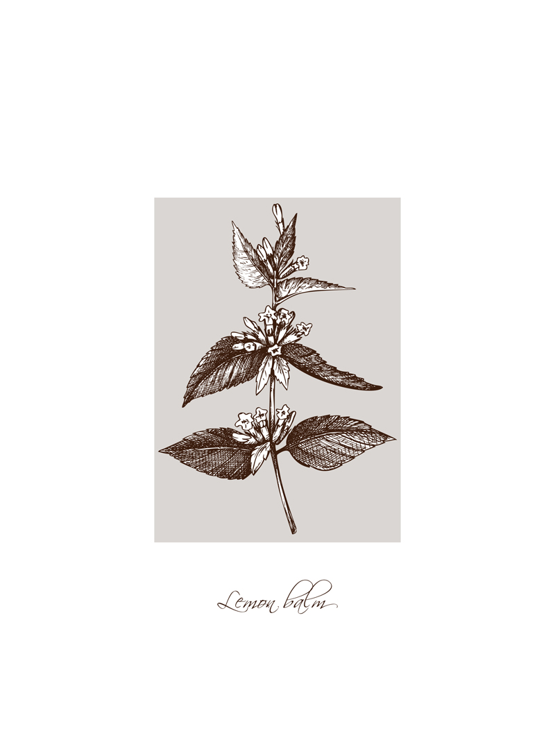 Lemon balm No_1.jpg