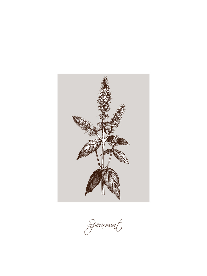 Spearmint No_1.jpg