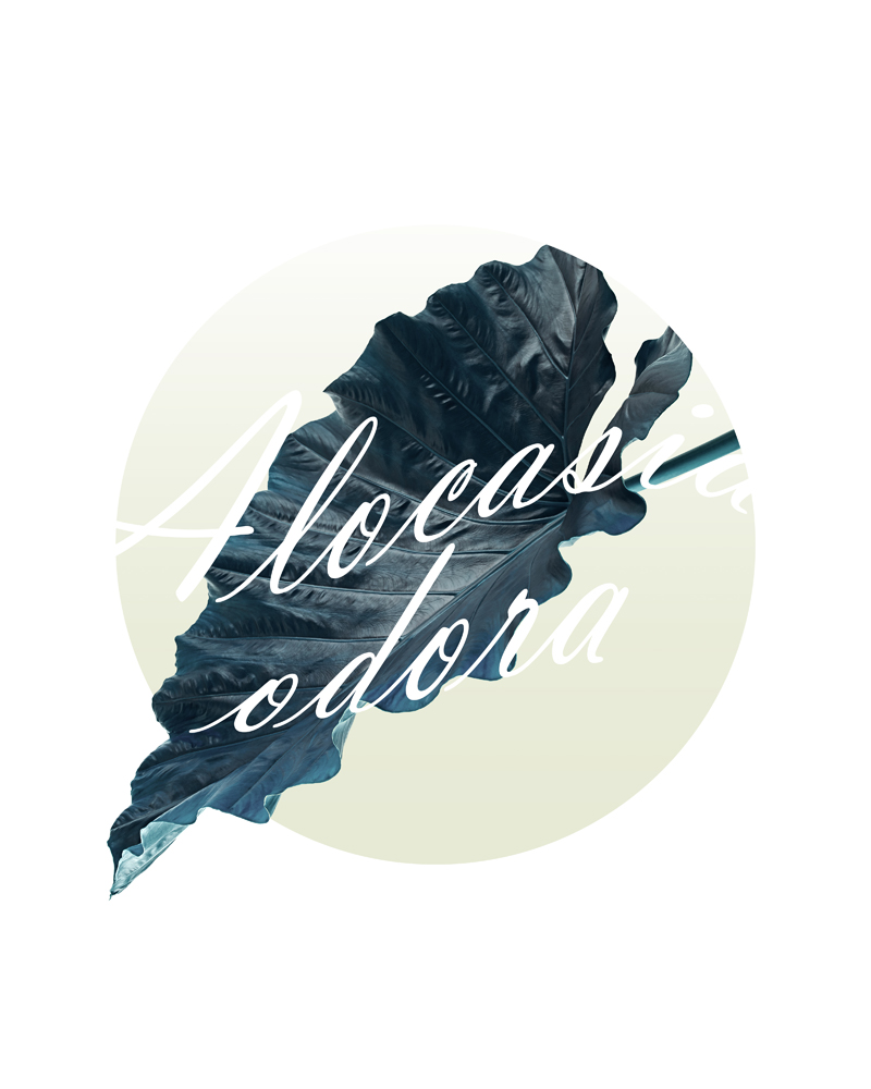 Alocasia odora No_1.jpg