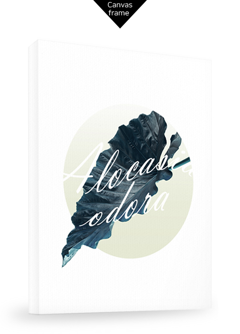 Alocasia odora No_1.jpg