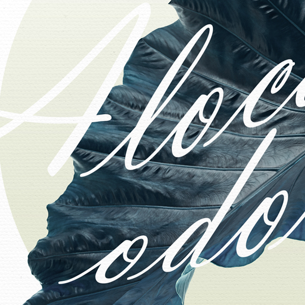 Alocasia odora No_1.jpg