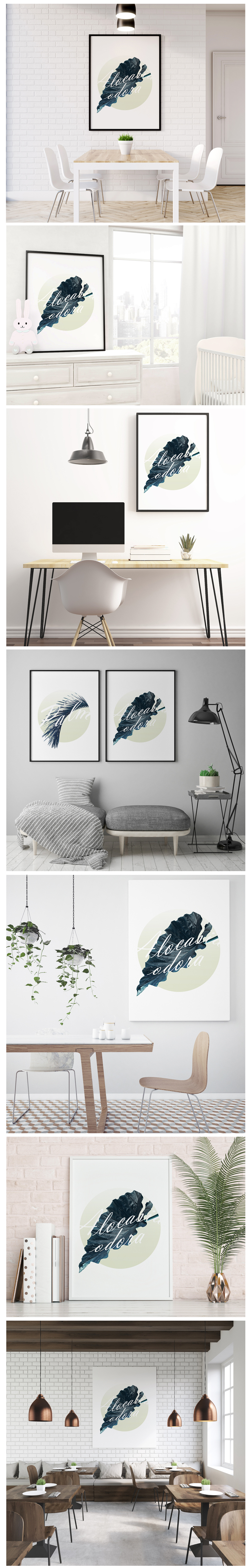 Alocasia odora No_1  .jpg