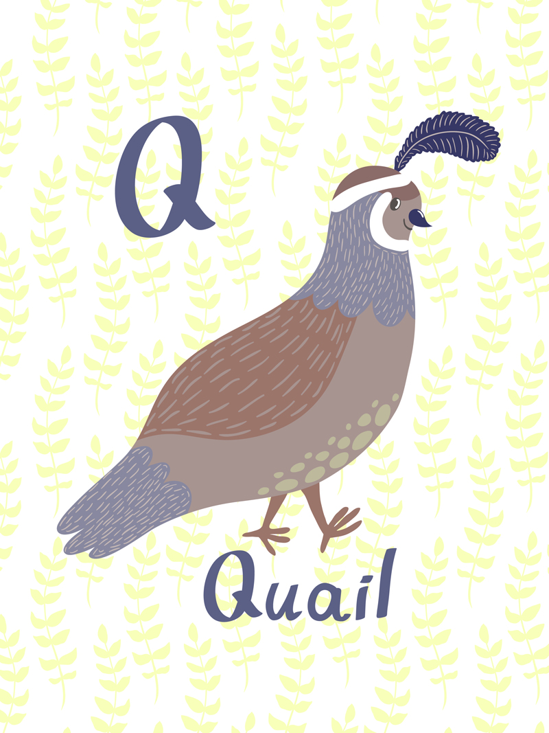 Quail No_1.jpg