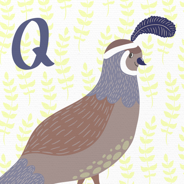 Quail No_1.jpg