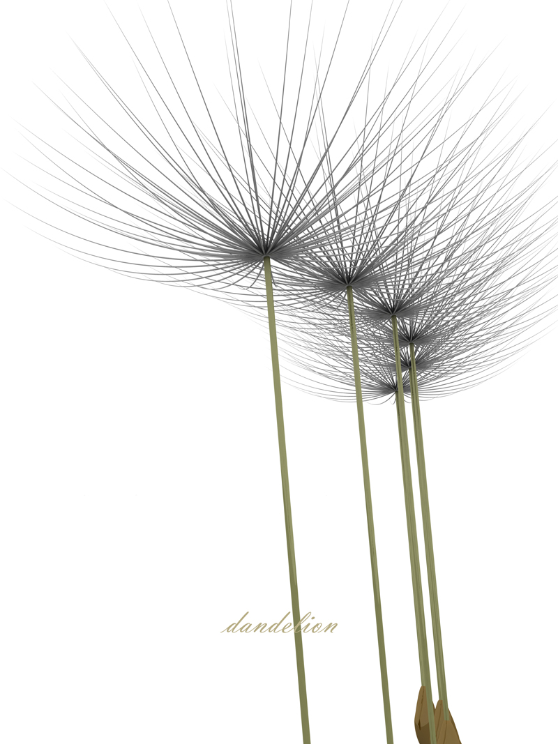dandelion No_1.jpg