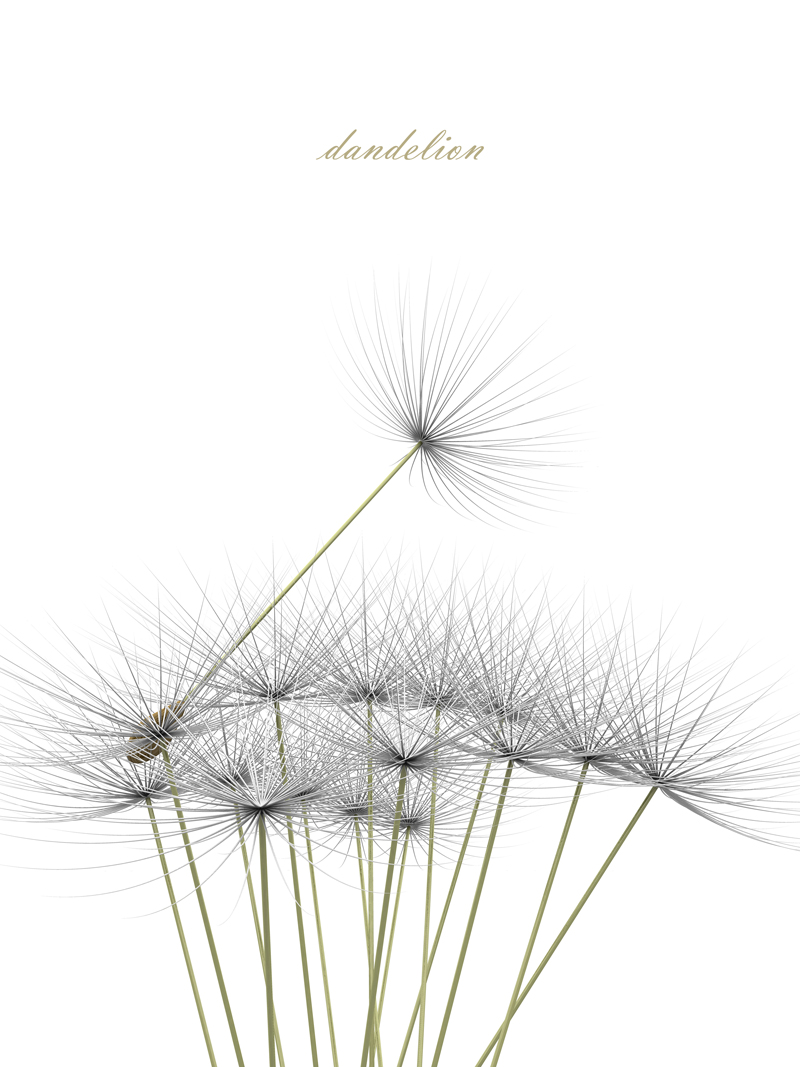 dandelion No_2.jpg