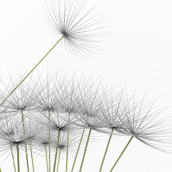 dandelion No_2.jpg