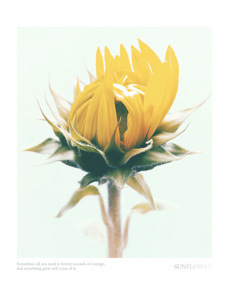 Rudbeckia No_2.jpg