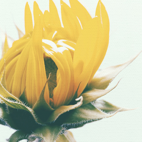 SUNFLOWER No_1.jpg