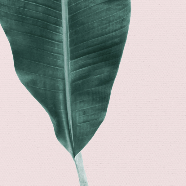 BANANA LEAF No_1.jpg