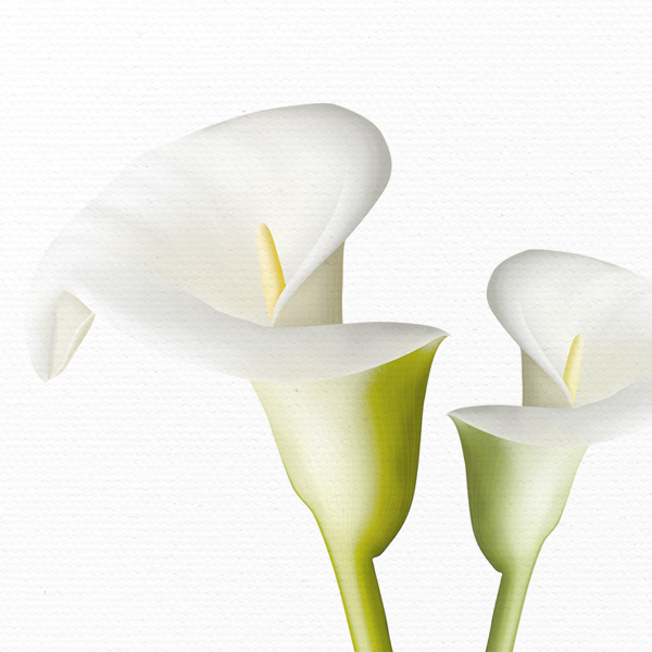 Lily flowers No_1.jpg