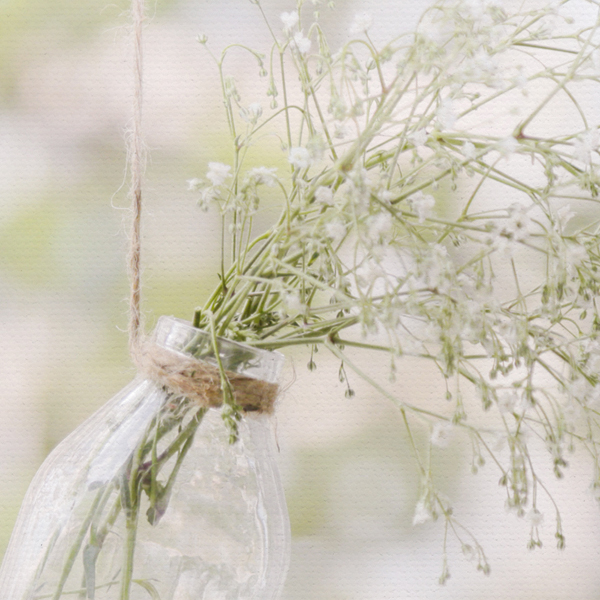 Common Gypsophila No_1.jpg