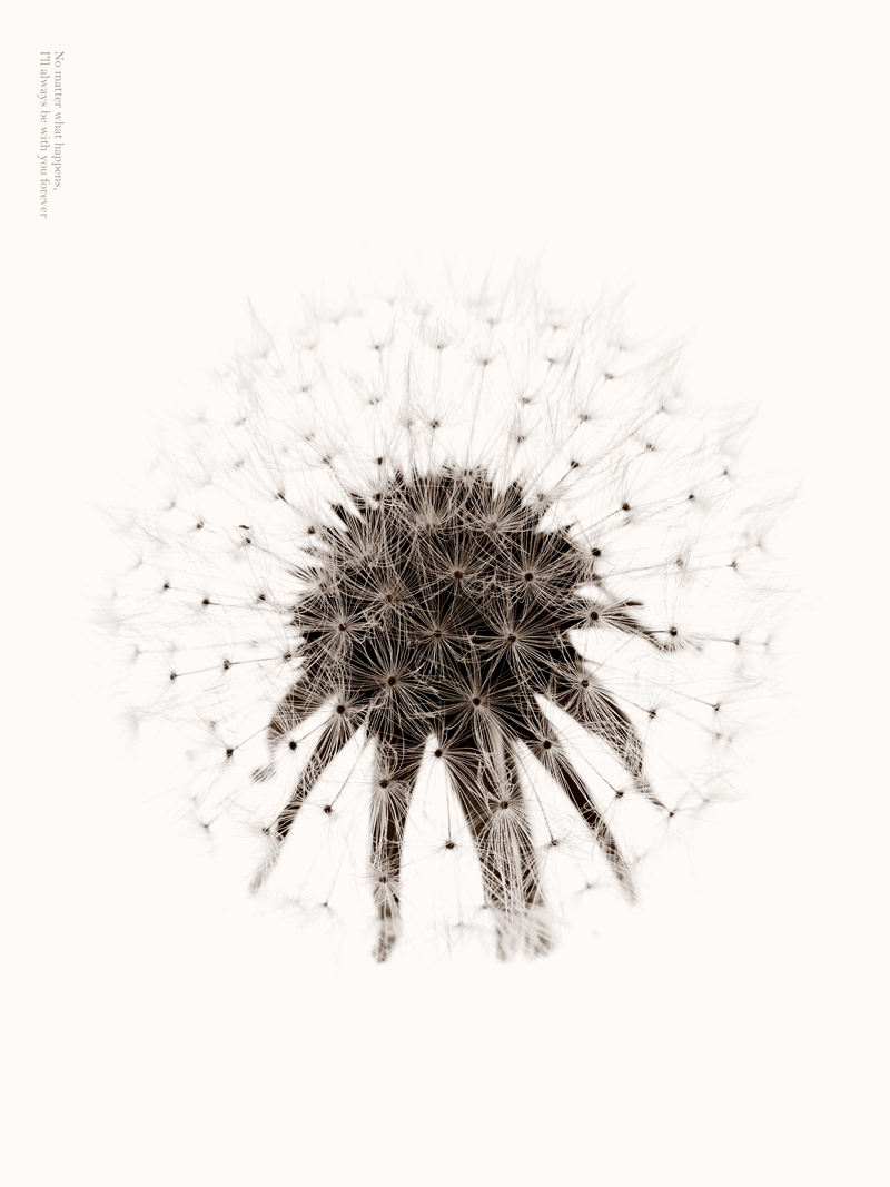 dandelion No_4.jpg