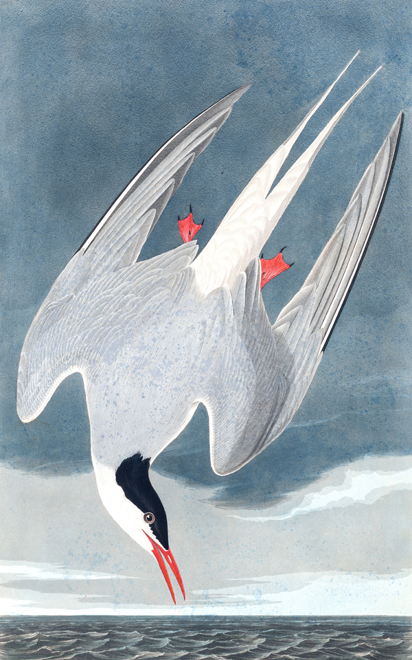 Arctic Tern.jpg