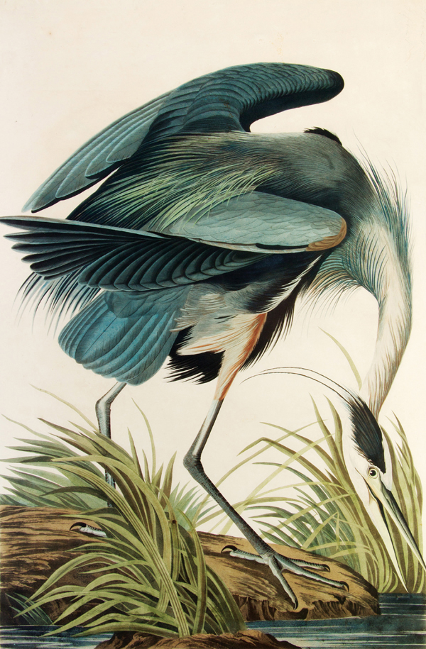 Ardea Herodias.jpg