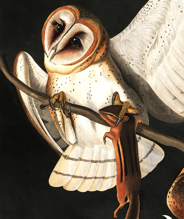 Barn Owl.jpg