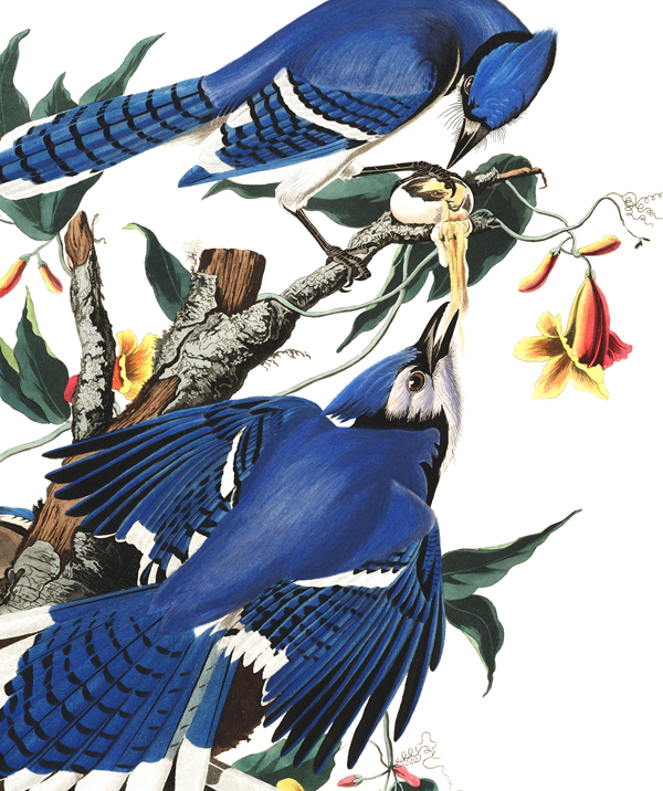 Blue Jay.jpg