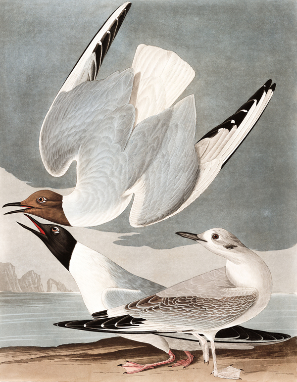 Bonaparte's Gull.jpg