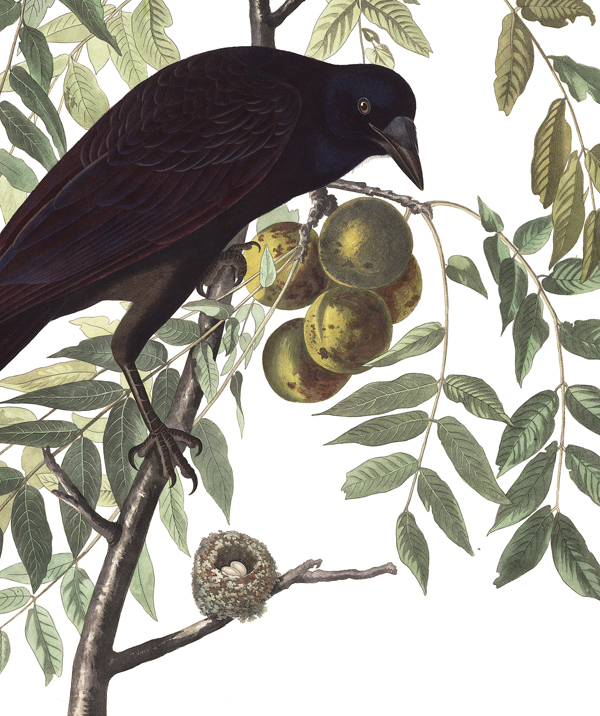 carrion crow].jpg