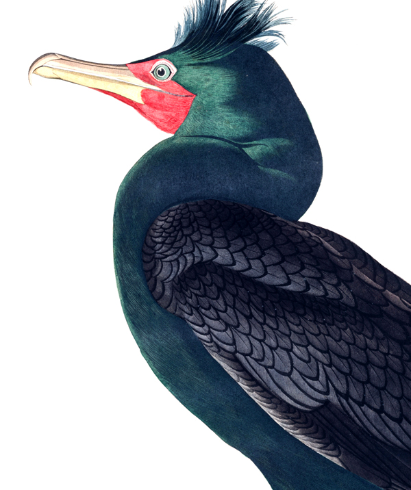 cormorant.jpg