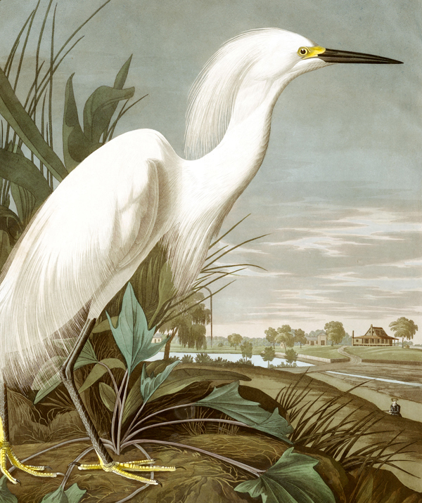 Egretta garzetta.jpg