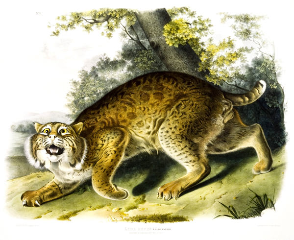 Felis silvestris.jpg